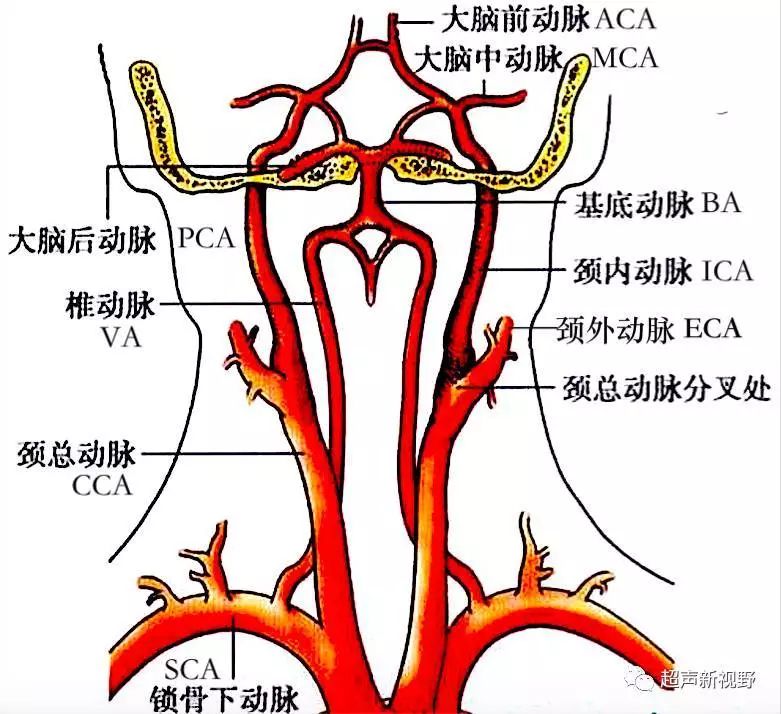 大鼠颈动脉解剖图图片