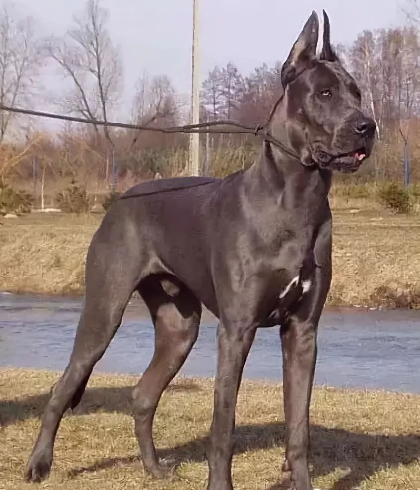 俄罗斯大丹犬图片