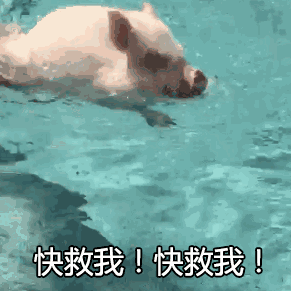 小猪喝水 动态图片