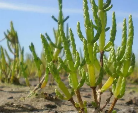 少年科学粉每日一题会吃盐的植物你见过吗