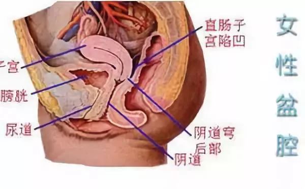 女性尿道下垂图片