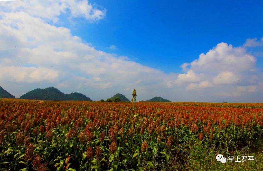 僅售399元純玩不進店10月31號11月2號雲南羅平紅高粱海妥樂銀杏黃了