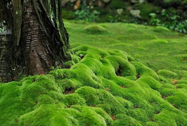 苔藓植物代表植物图片