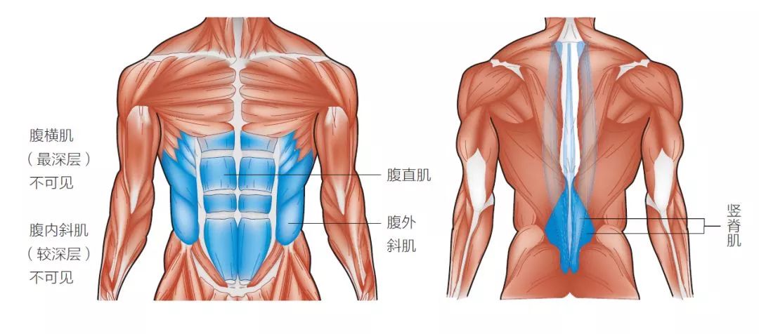 躯干的两侧和下背部,包括腹直肌,腹横肌,腹内外斜肌,竖脊肌等