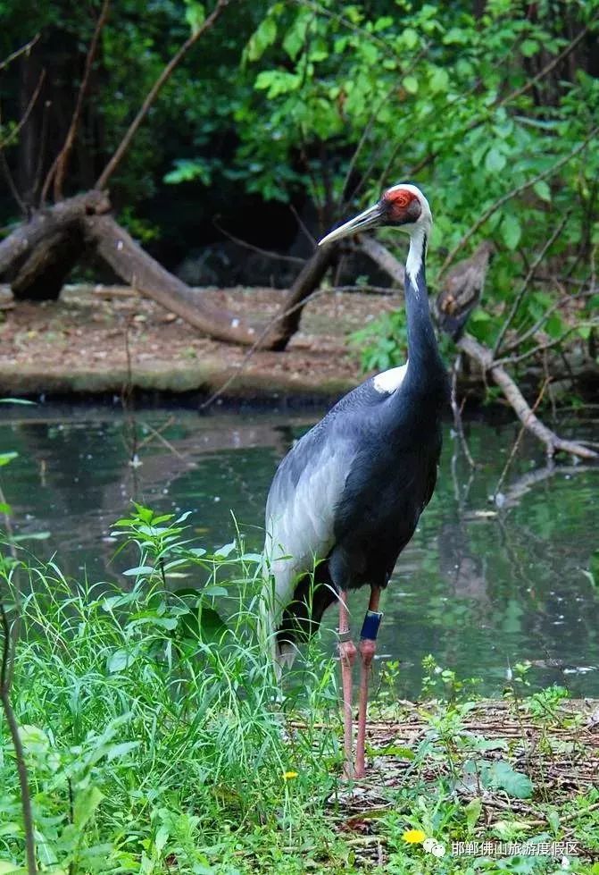 官宣邯鄲動物園開園時間定了附內景還有方特主題公園