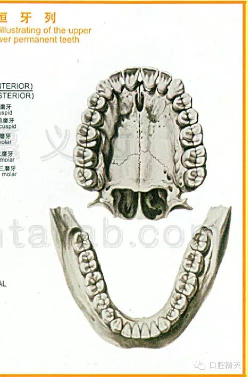 牙齿的形态图大全_恒牙