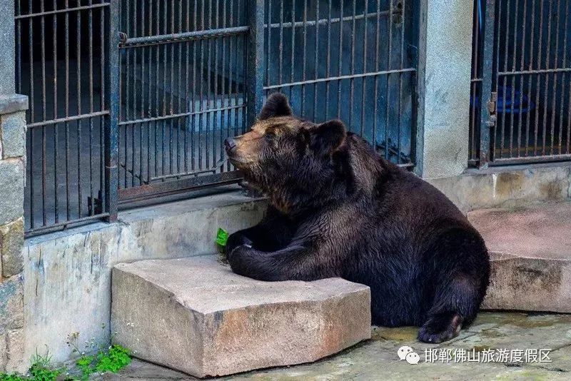 邯鄲動物園開園時間定了!(附內景)還有方特主題公園…_佛山