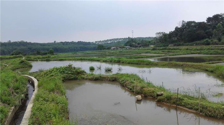 广东最大田螺养殖基地图片