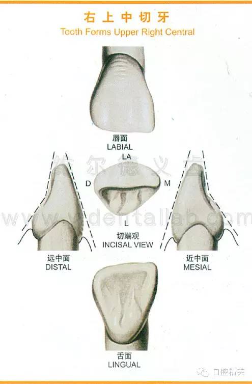 上颌6雕牙的步骤图解图片