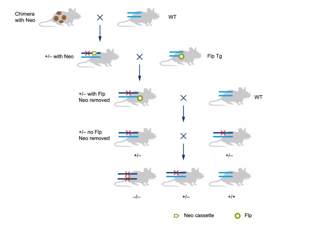 flox小鼠和cre小鼠图片