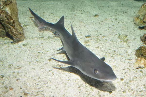 贝加尔湖淡水鲨鱼图片