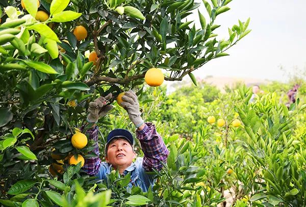 【图】又是一年丰收时,老乡田间地头忙采摘