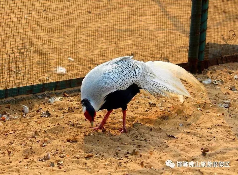 官宣邯鄲動物園開園時間定了附內景還有方特主題公園