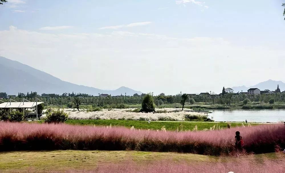 汉中汉江湿地公园龙岗大桥下簇拥的百亩芦穗配合粉色的粉黛乱子草随风