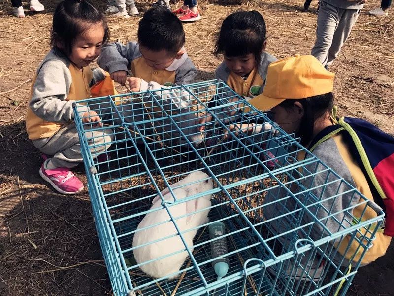 餵動物挖紅薯與小動物親密接觸,餵動物,小朋友們最愛小羊和小兔.