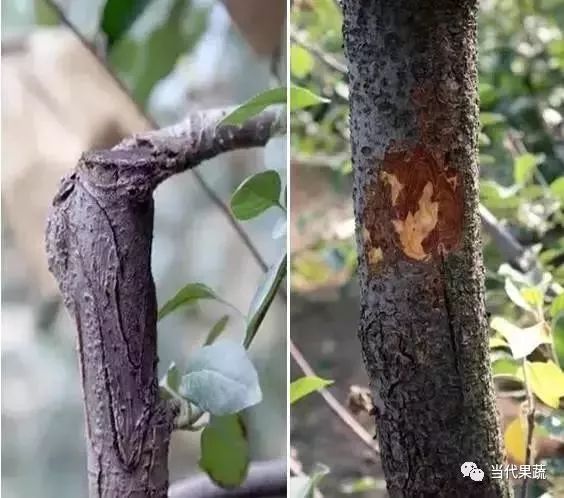 清园之苹果枝干病害苹果轮纹病