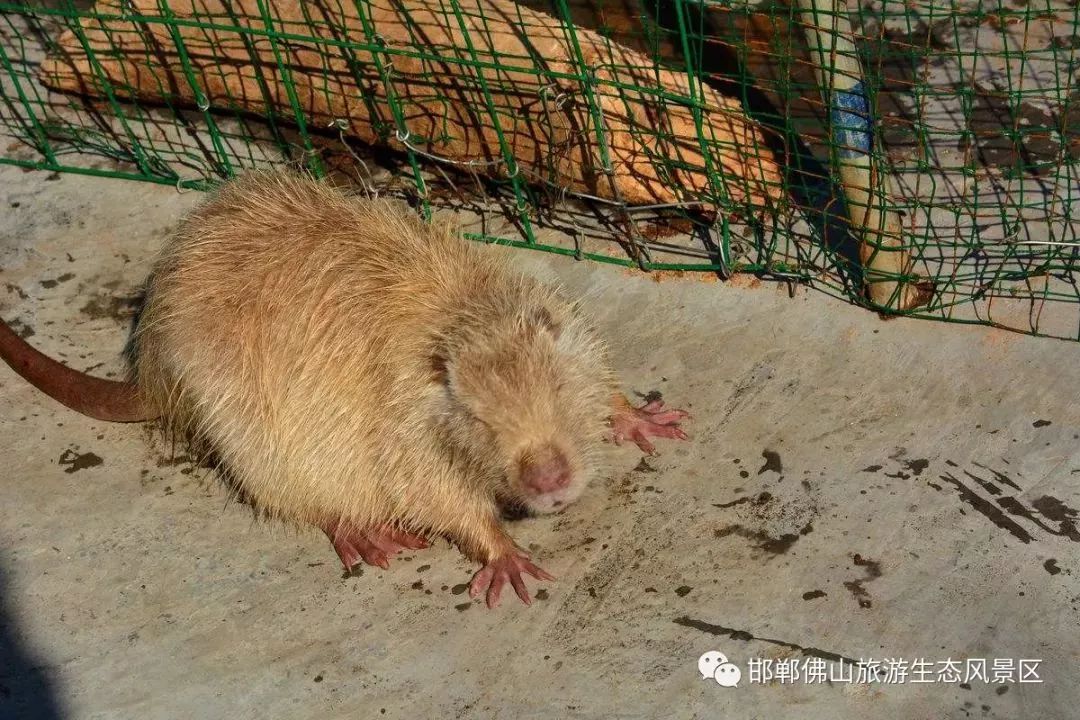 竹鼠小浣熊小熊貓旱獺香豬豪豬雜食類動物黑靴龜緬甸陸龜泰國鱷綠鬣蜥