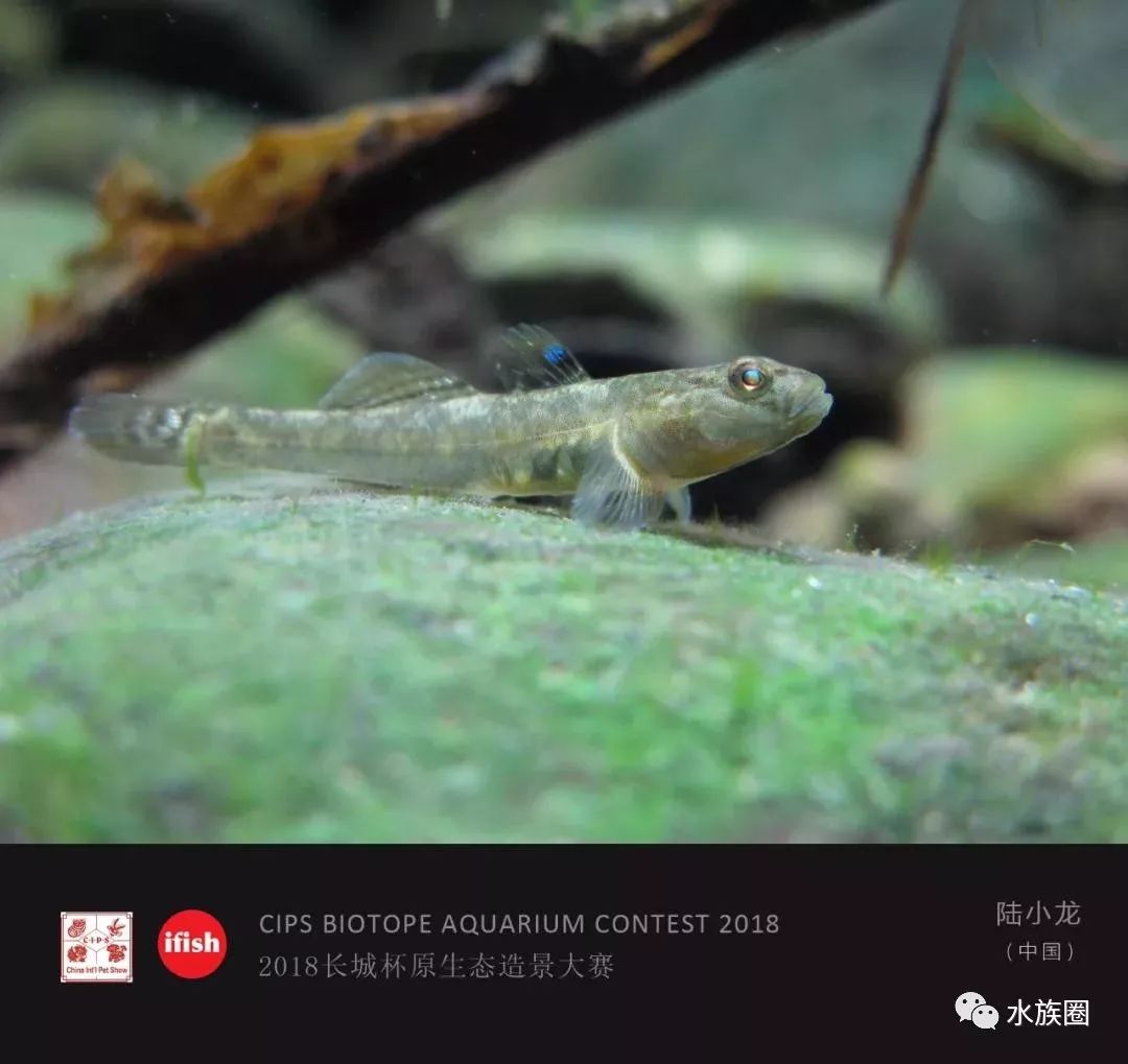 鰕虎魚rhinogobius cliffordpopei;中華九刺魚pungitius sinensis魚缸