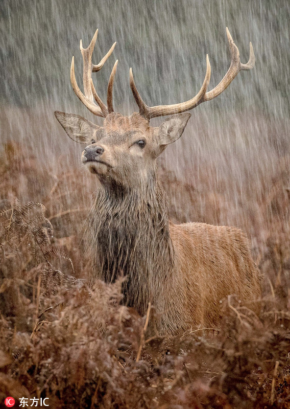 暴雨也不怕!英国雄鹿雨中戏精上身一脸傲娇