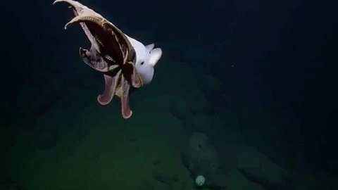 深海大秀!一只小飞象章鱼给我们展示它不同的另一面