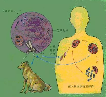 利什曼原虫的生活史图片