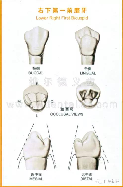 右上第二前磨牙右下第二前磨牙右上第一磨牙右下第一磨牙右上第二磨牙