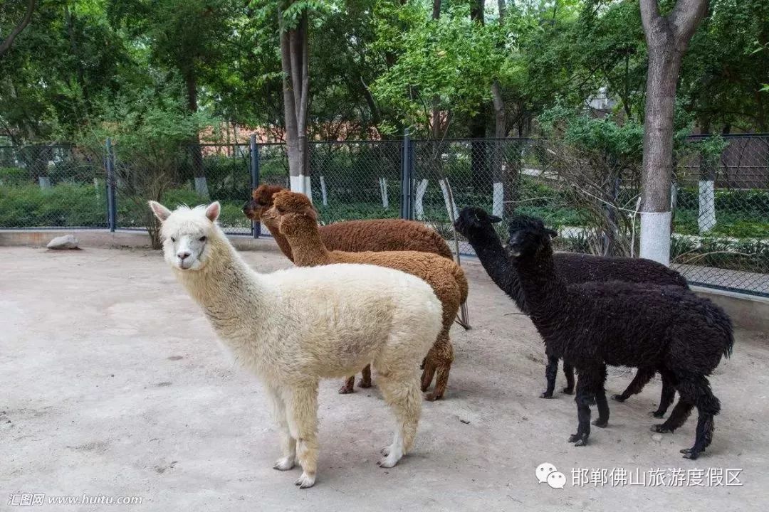 邯鄲動物園開園時間定了!(附內景)還有方特主題公園…_佛山