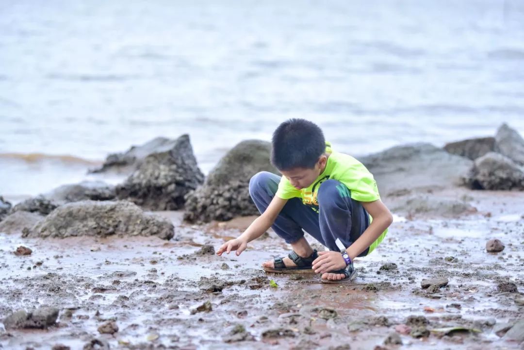 孩子喊你去秋遊東寨港趕海抓螃蟹啦