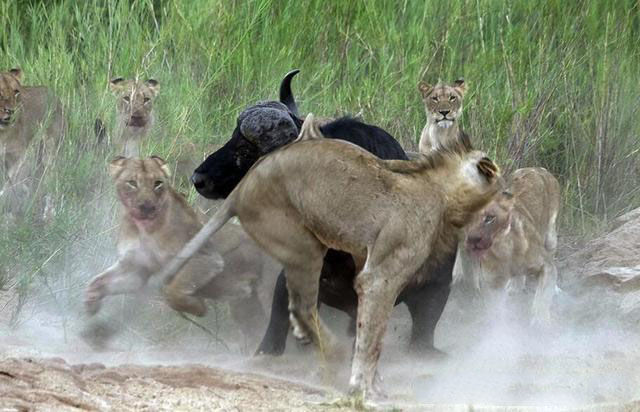 狮子吃水牛全过程图片