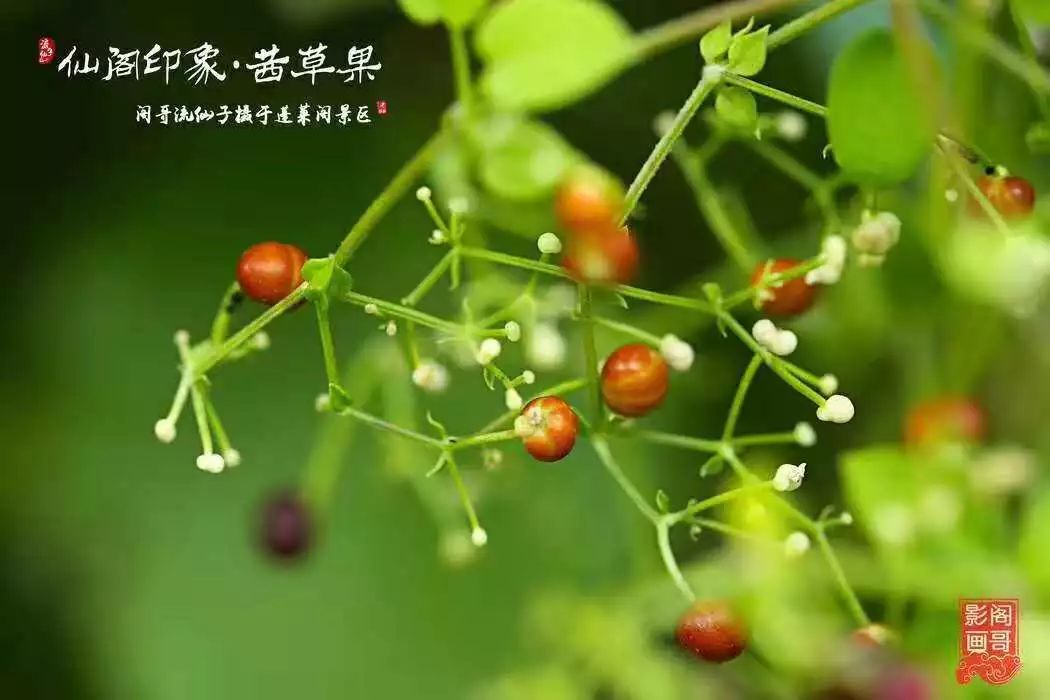 茜草 果实图片