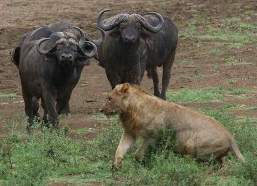 狮子吃水牛全过程图片