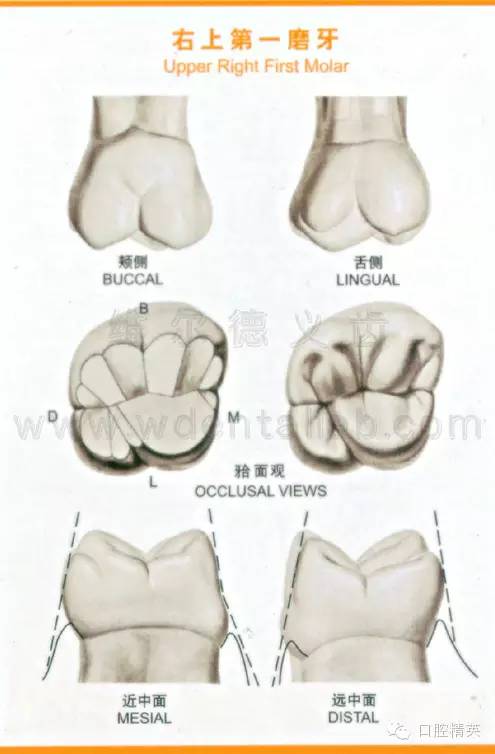 牙齒的形態圖大全