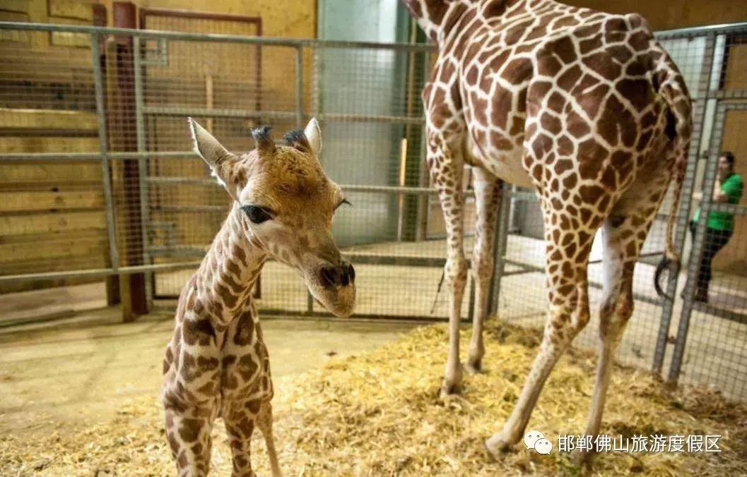 邯鄲動物園開園時間定了!(附內景)還有方特主題公園…_佛山