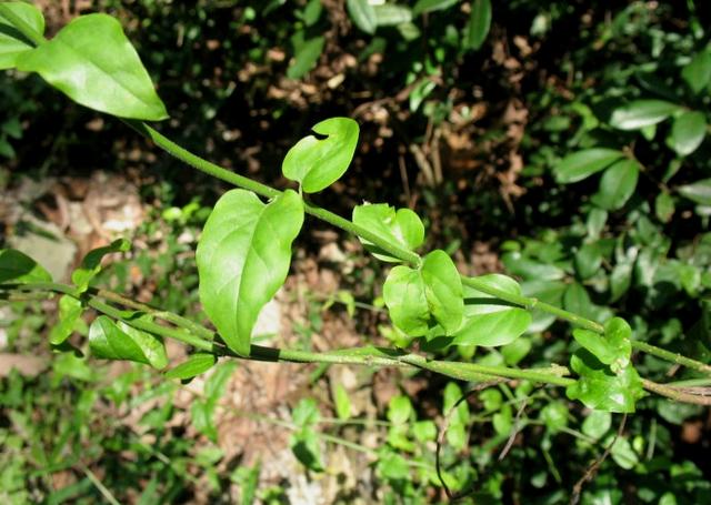 農村一種奇特野草,民間價值珍貴,治腹痛有奇效,人稱