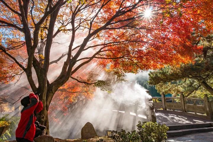 庐山首届赏枫节活动火热进行中,你还不赶紧来打卡!