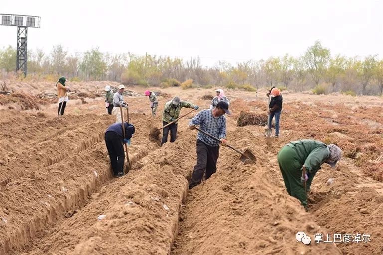 地處磴口縣烏蘭布和沙漠腹地的洪濤沙產業開發有限公司山藥基地內非常