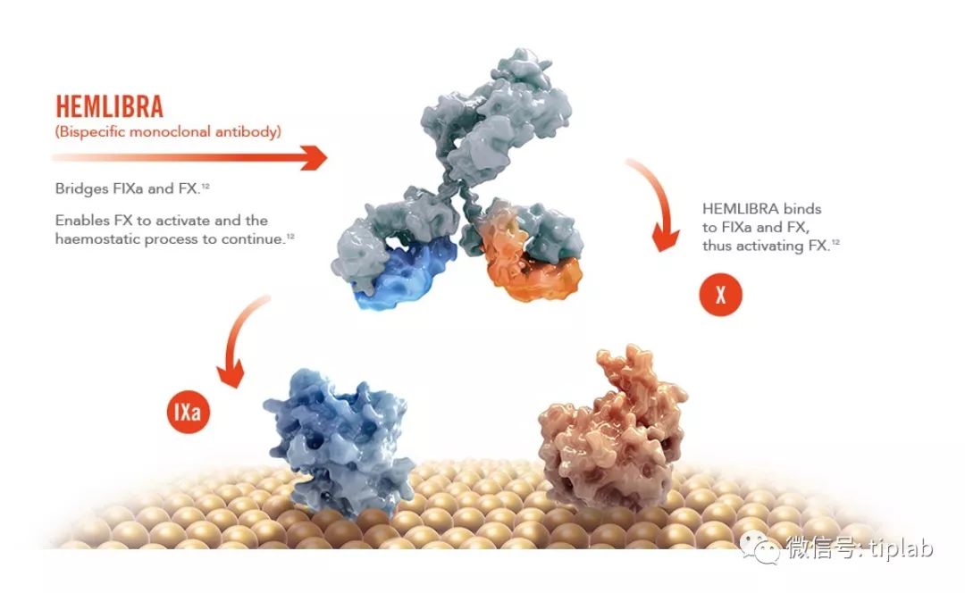 血友病领域首个双特异性抗体emicizumab