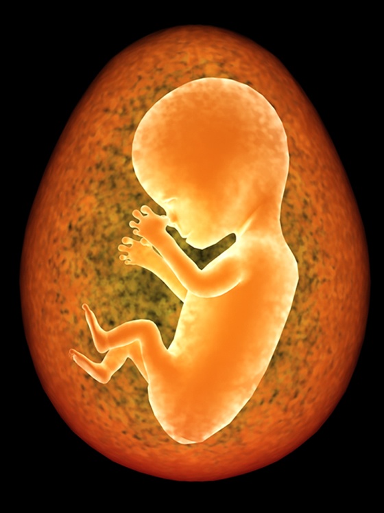 为什么要胚胎留养