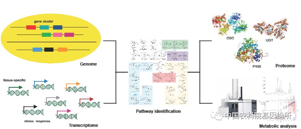 theplantjournal科學家闡明植物三萜化合物代謝組學研究新進展