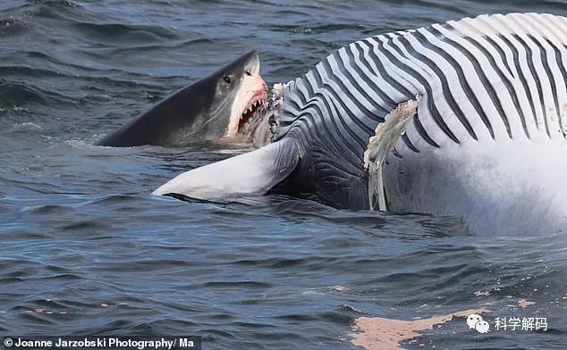大白鲨吞食鲸鱼罕见画面!一定要看哦