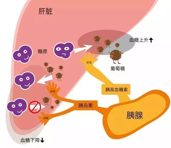 全科医生必读系列胰岛素是如何在人体内发挥作用的