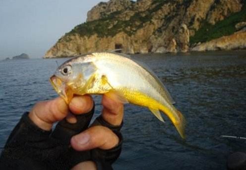 區,在這附近的水域餌食很多,是鱸魚,梭魚等魚類棲息和覓食的好場所,也