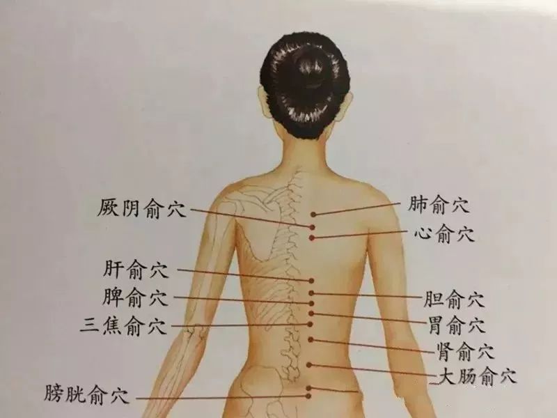 人体背部反射区图解图片