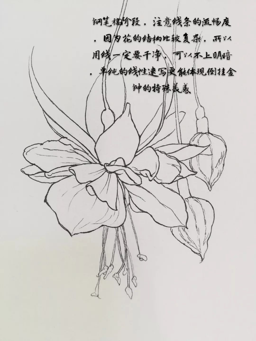 金钟花简笔画图片