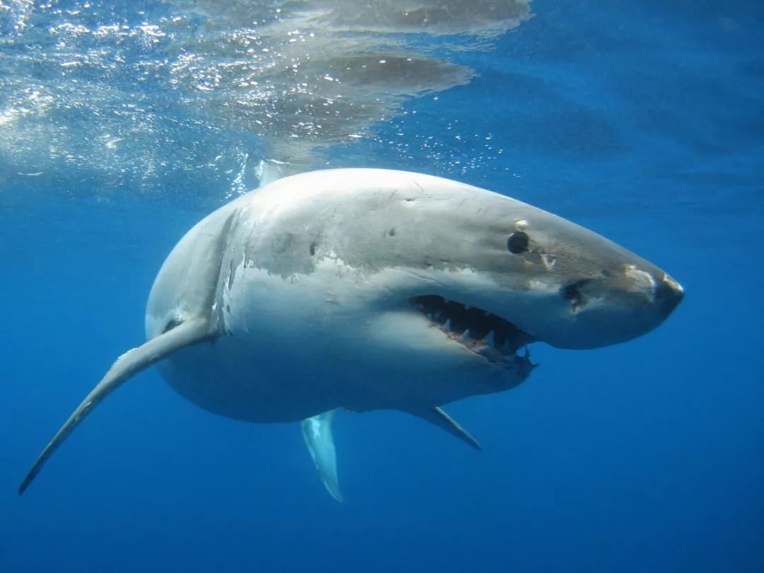 人类与大白鲨,谁是谁的噩梦