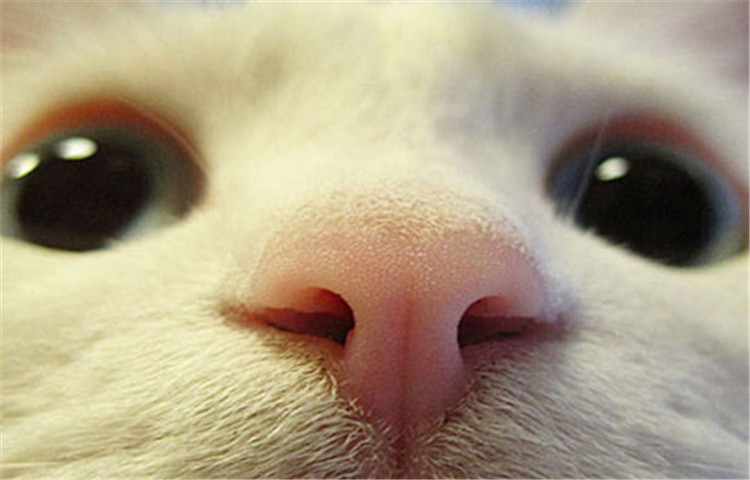 鼻纹照猫图片