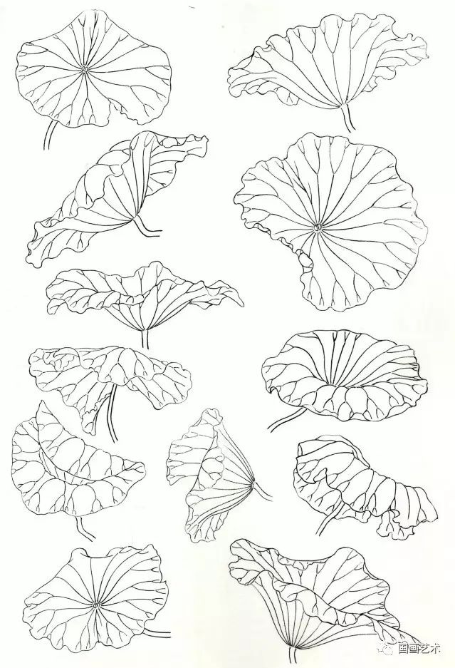 图文教程国画荷花画法步骤初学者的好素材