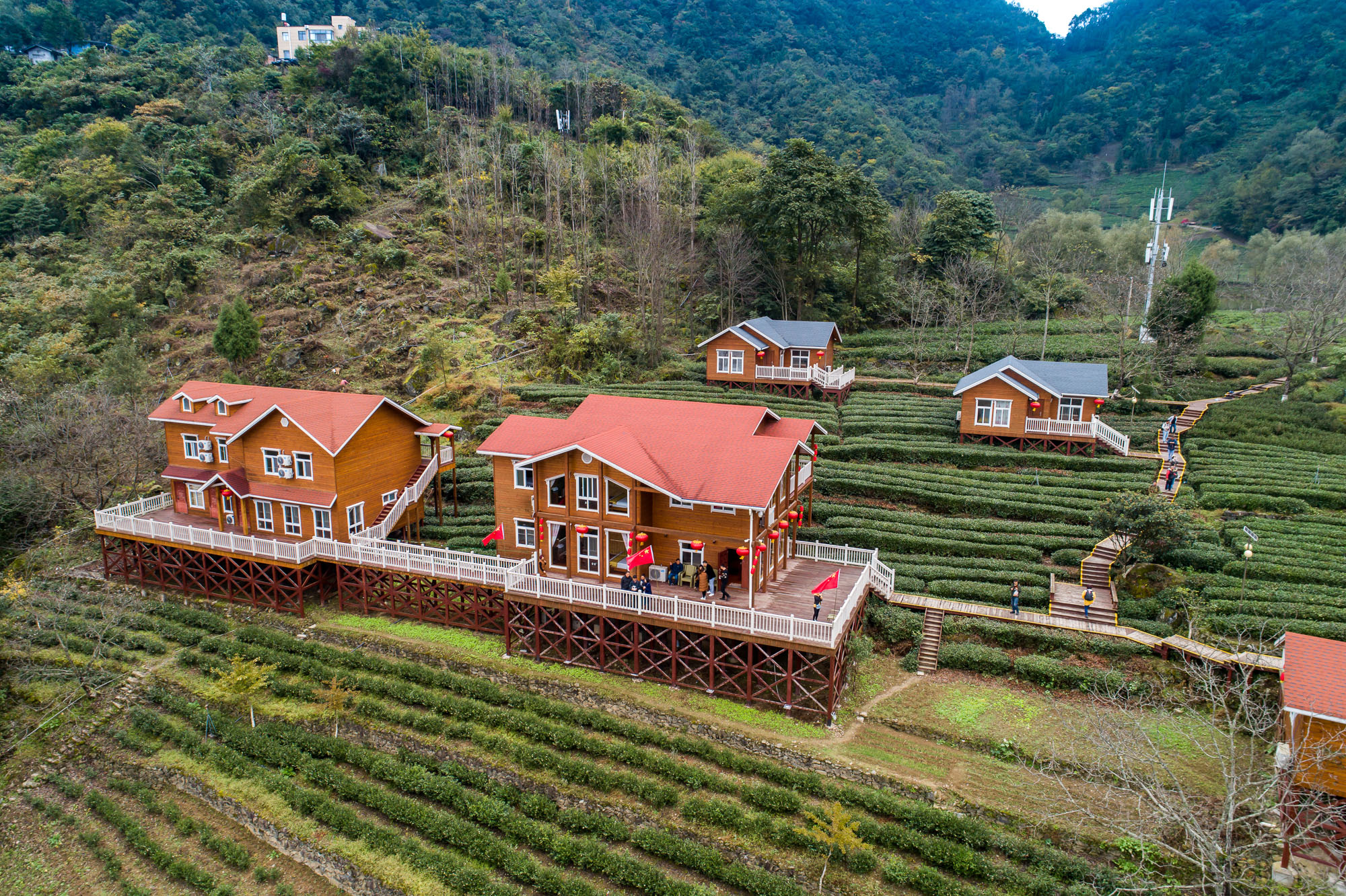 碧口古镇马家山茶山图片