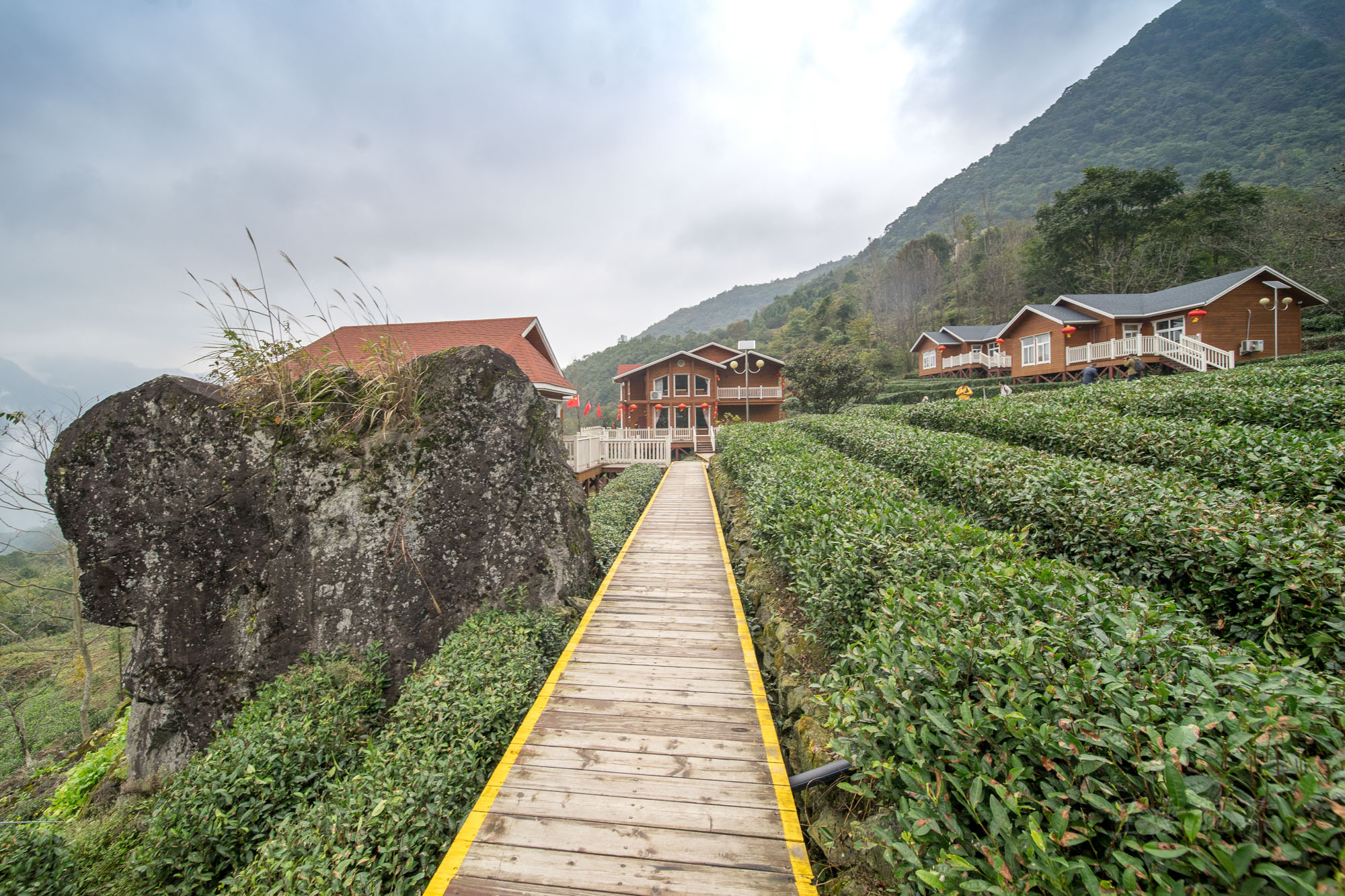 碧口古镇马家山茶山图片