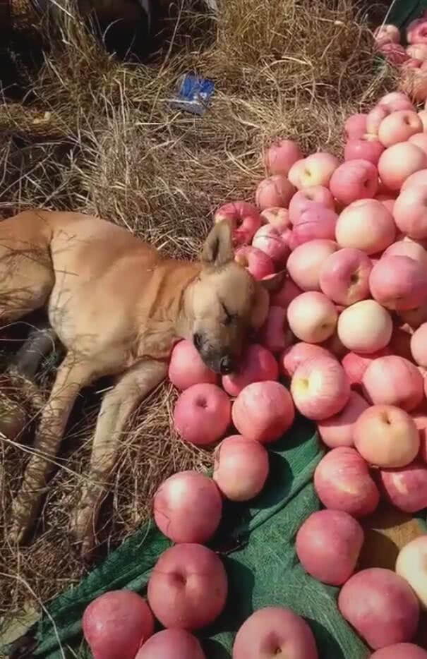 狗狗躺在苹果堆上